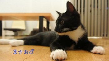 保護猫まさお 白黒タキシード柄 一人遊びもOkなタイプ 保護猫まさお 白黒タキシード柄 一人遊びもOkなタイプ